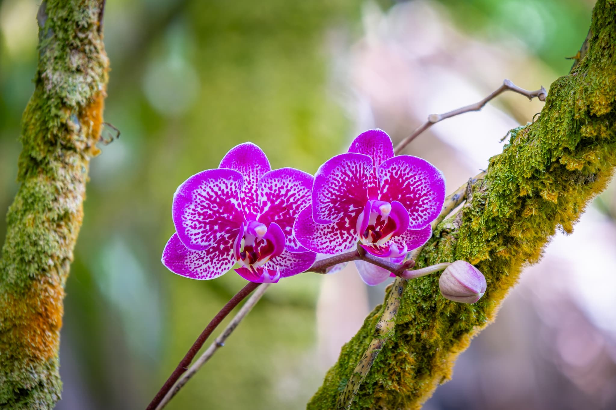 Big Island Plants and Flowers