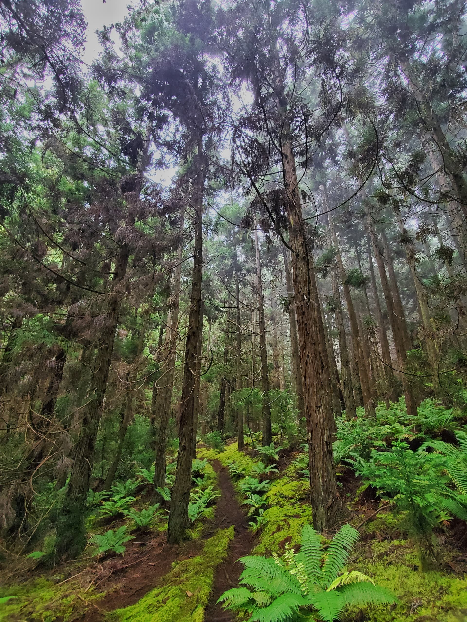 Maui Redwood Experience