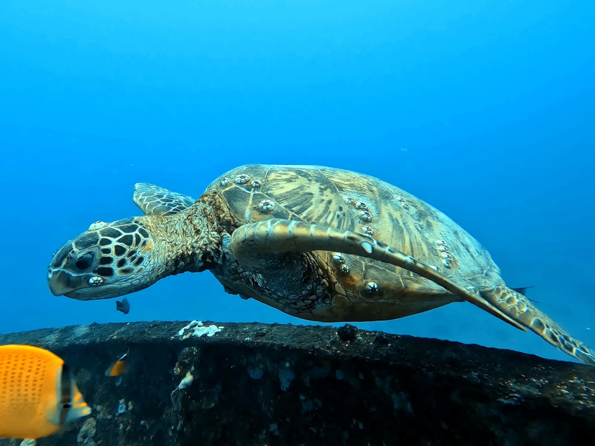 PADI Open Water Course