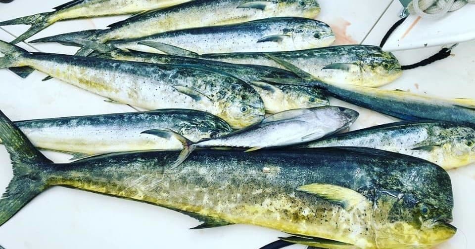 Private Sport Fishing Charter