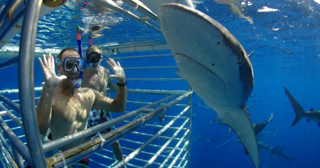 Shark Cage Diving