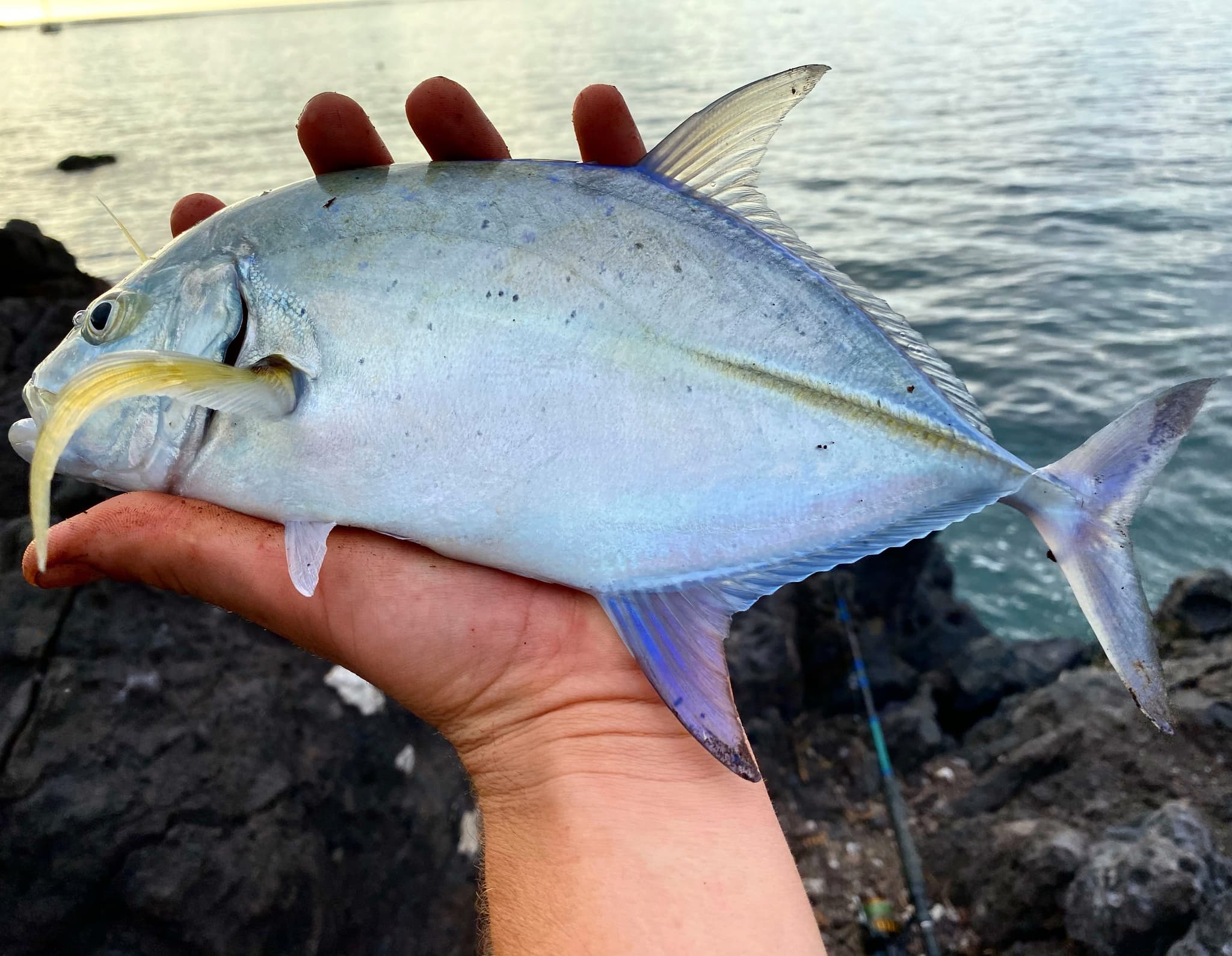 Hawai'i Beach Fishing Evening