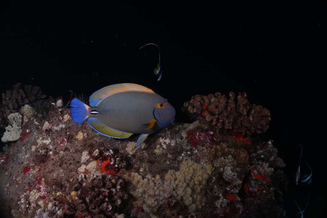 2 Divers - Private Night Dive with Barry