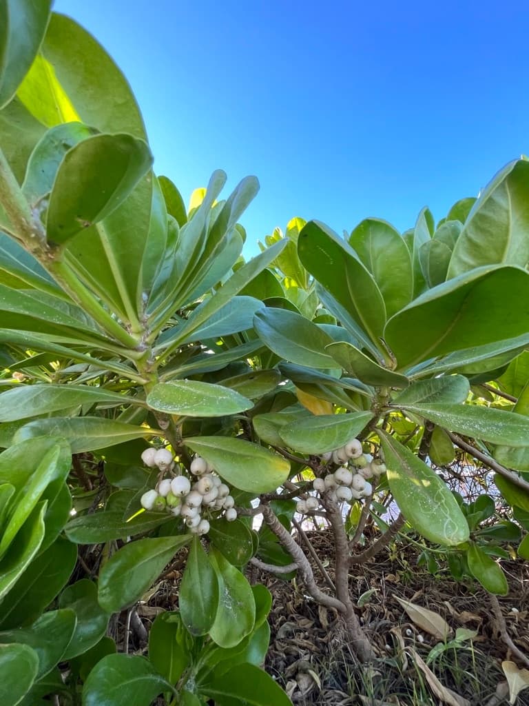 Malama Hawaii Planting Tour