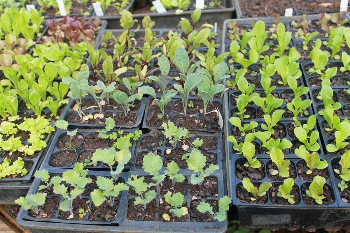 Lokahi Guided Walking Tour