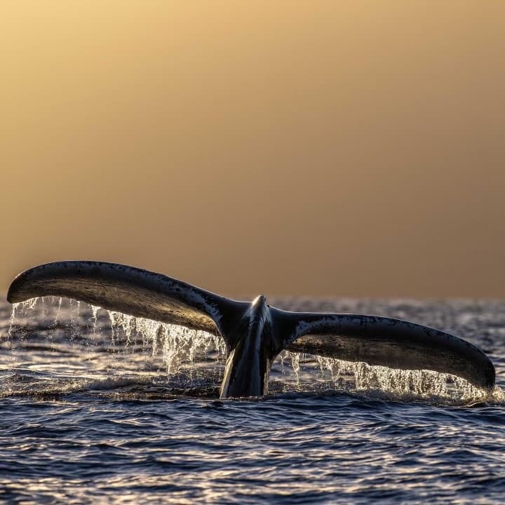 2 HOUR Whale Watch Photography Expedition