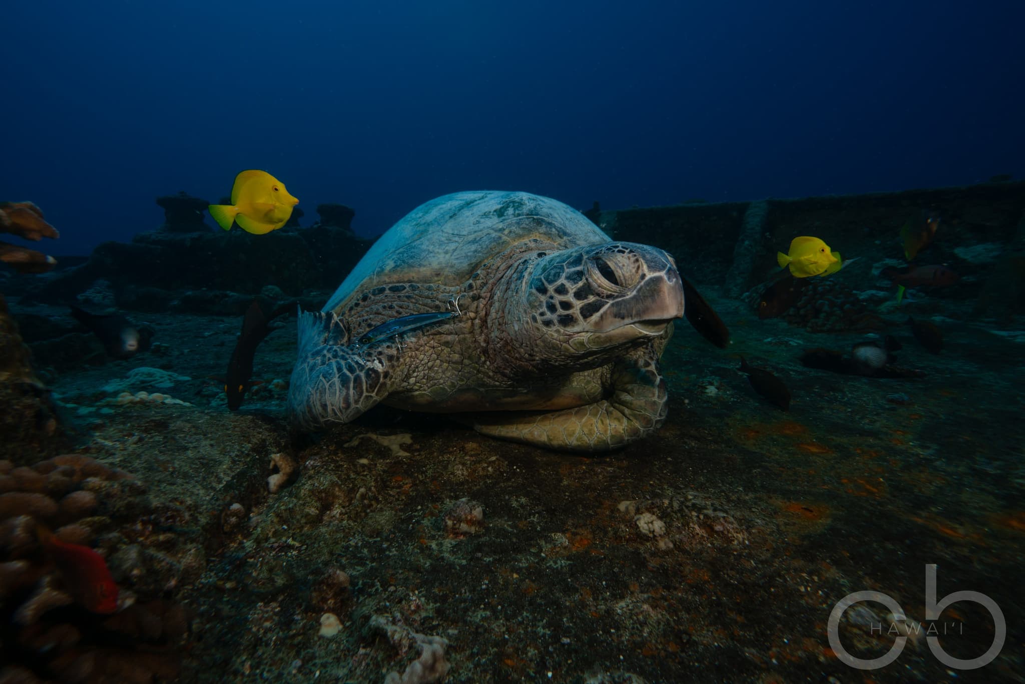 Advanced Open Water Certification