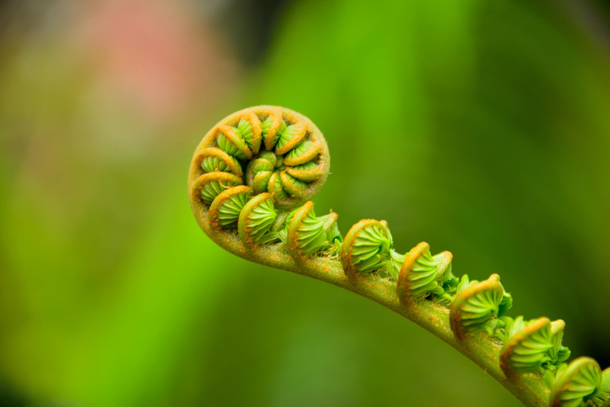 Volcano National Park Adventure from Kona