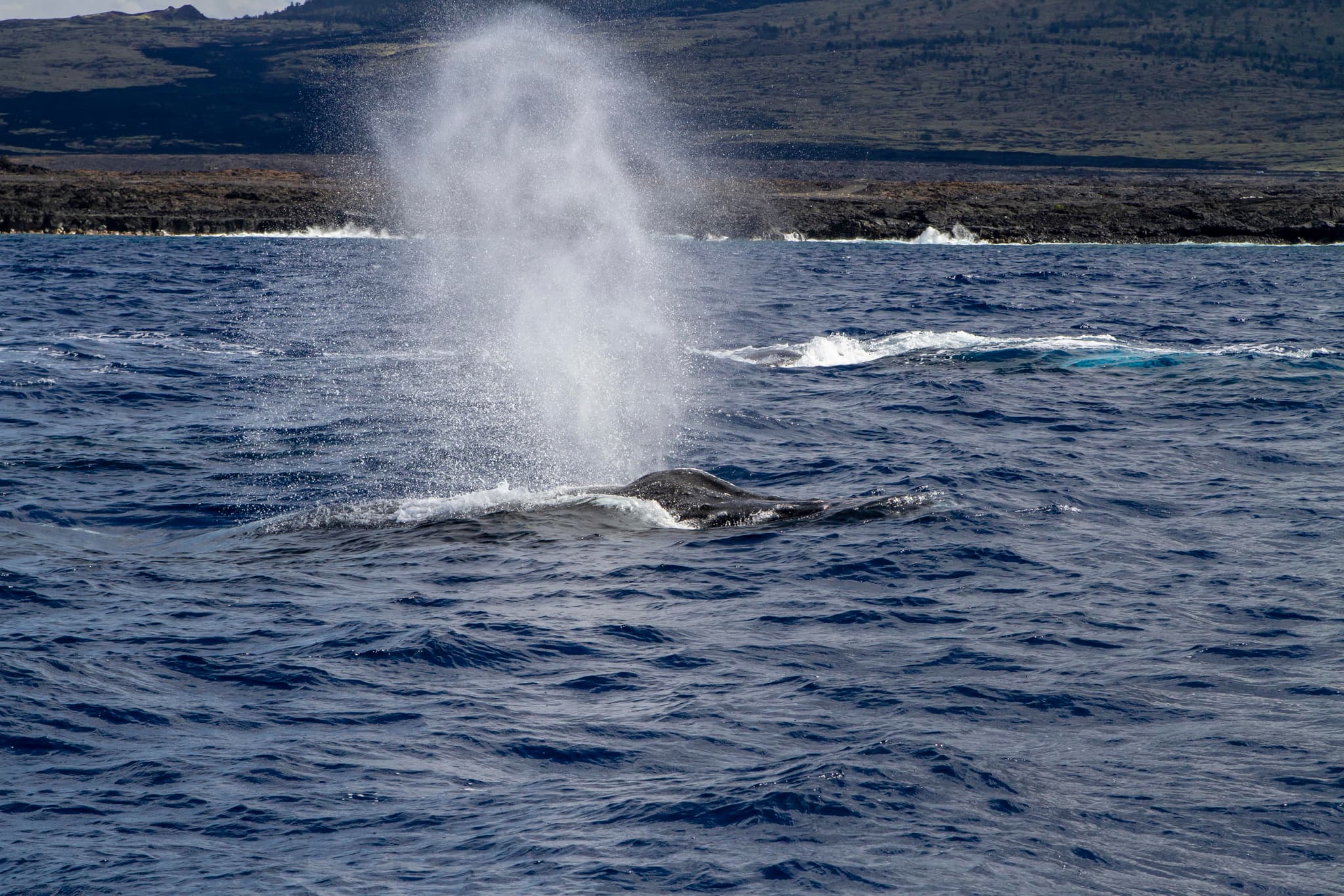Daytime Manta Encounter and Whale Watch