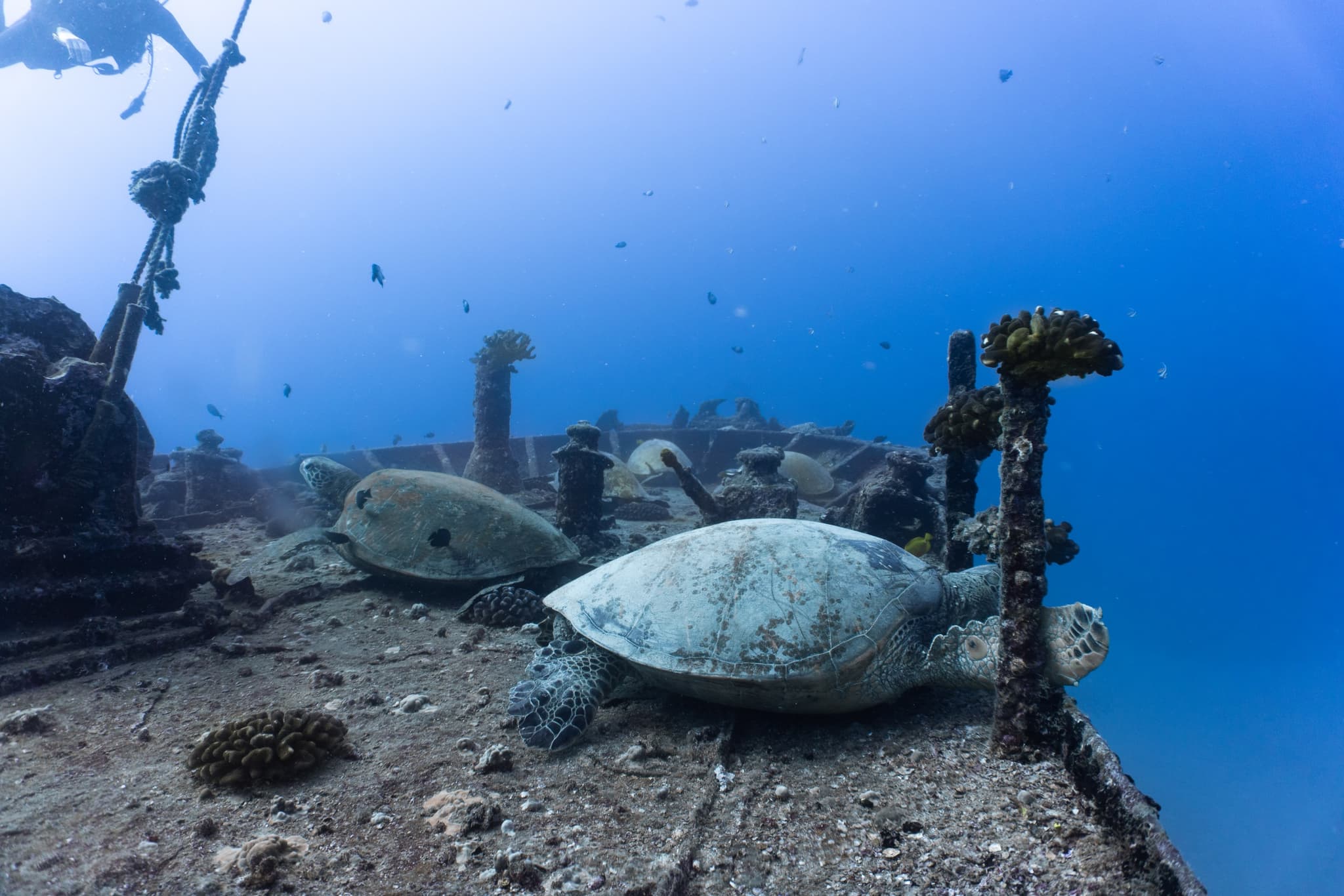 2 Tank Private Shipwreck/Reef Scuba Dive Boat Tours!