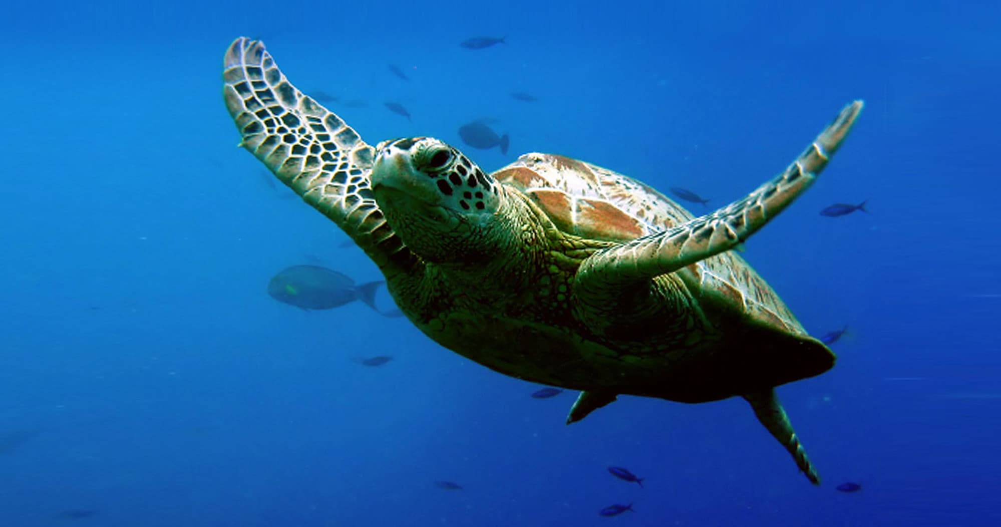 Molokini & Turtle Town Snorkel Cruise