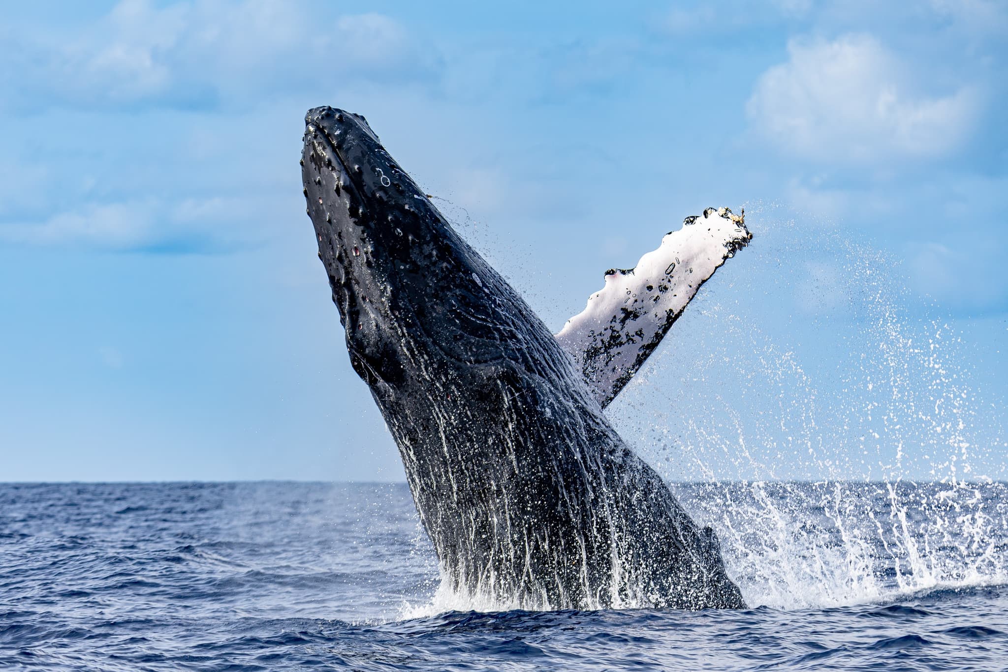 Kauai’s Ultimate SOUTH SIDE Whale & Dolphin Zodiac Boat Adventure