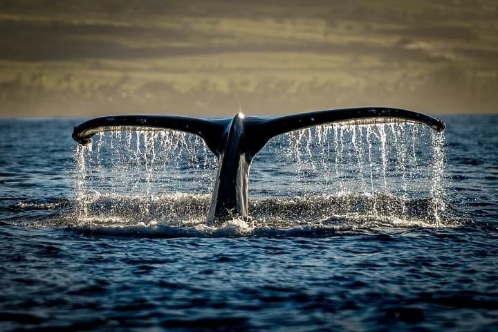 3 HOUR Whale Watch Photography Expedition *Private Charter*