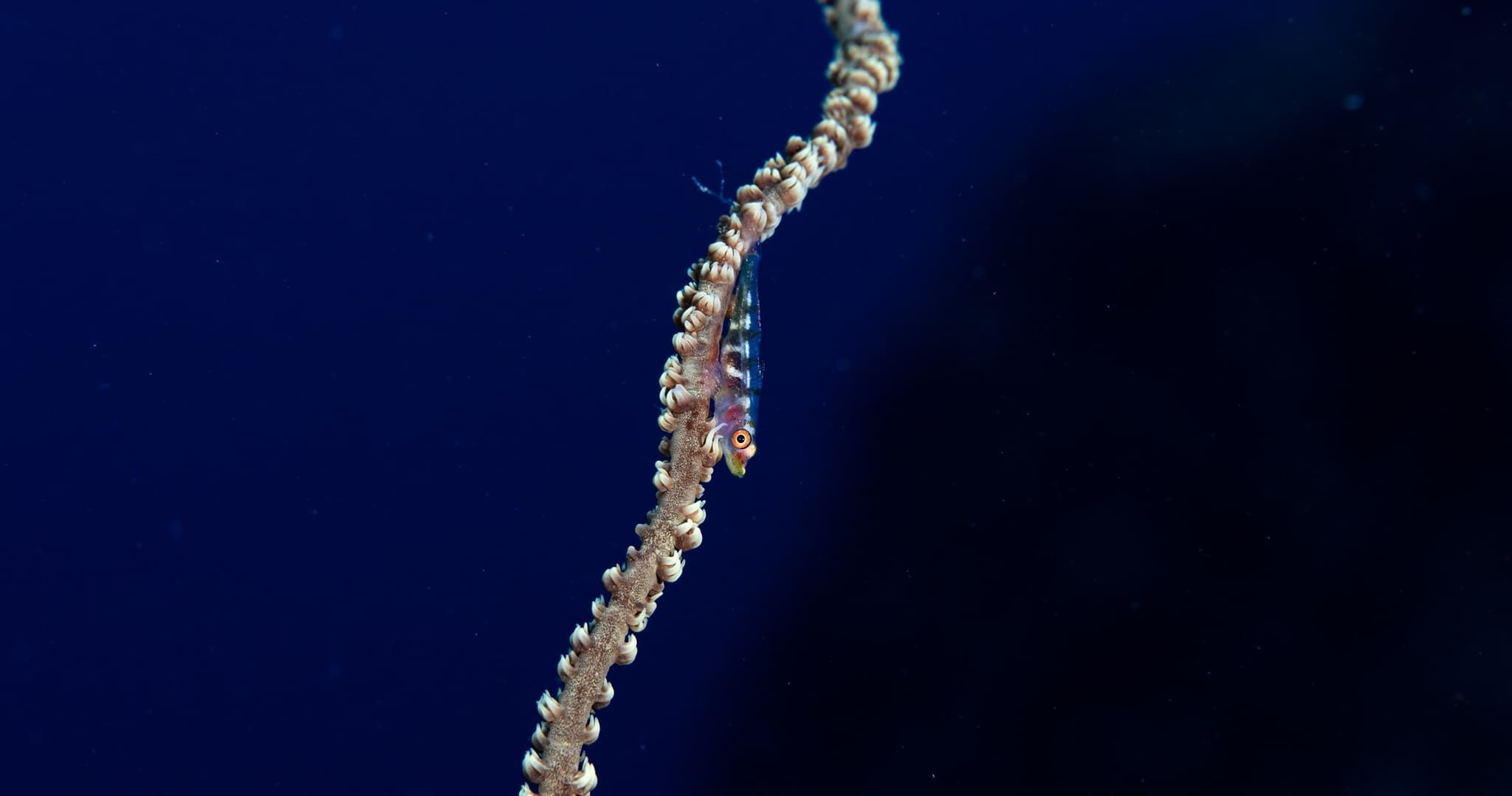 Koloa Landing Night 1-Tank Shore Dive