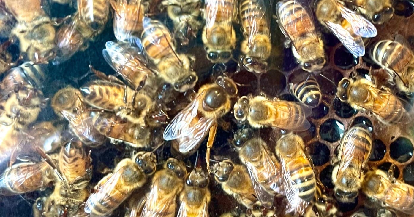 Regenerative Agriculture Farm Tour