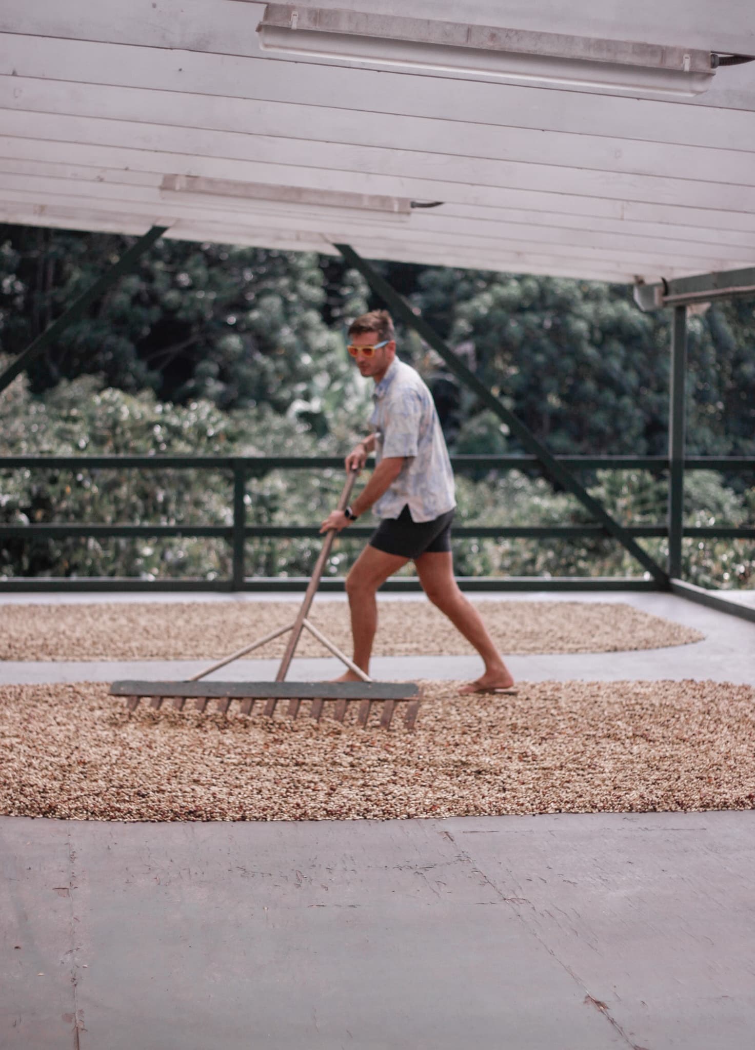 Kona Coffee Farm Tour