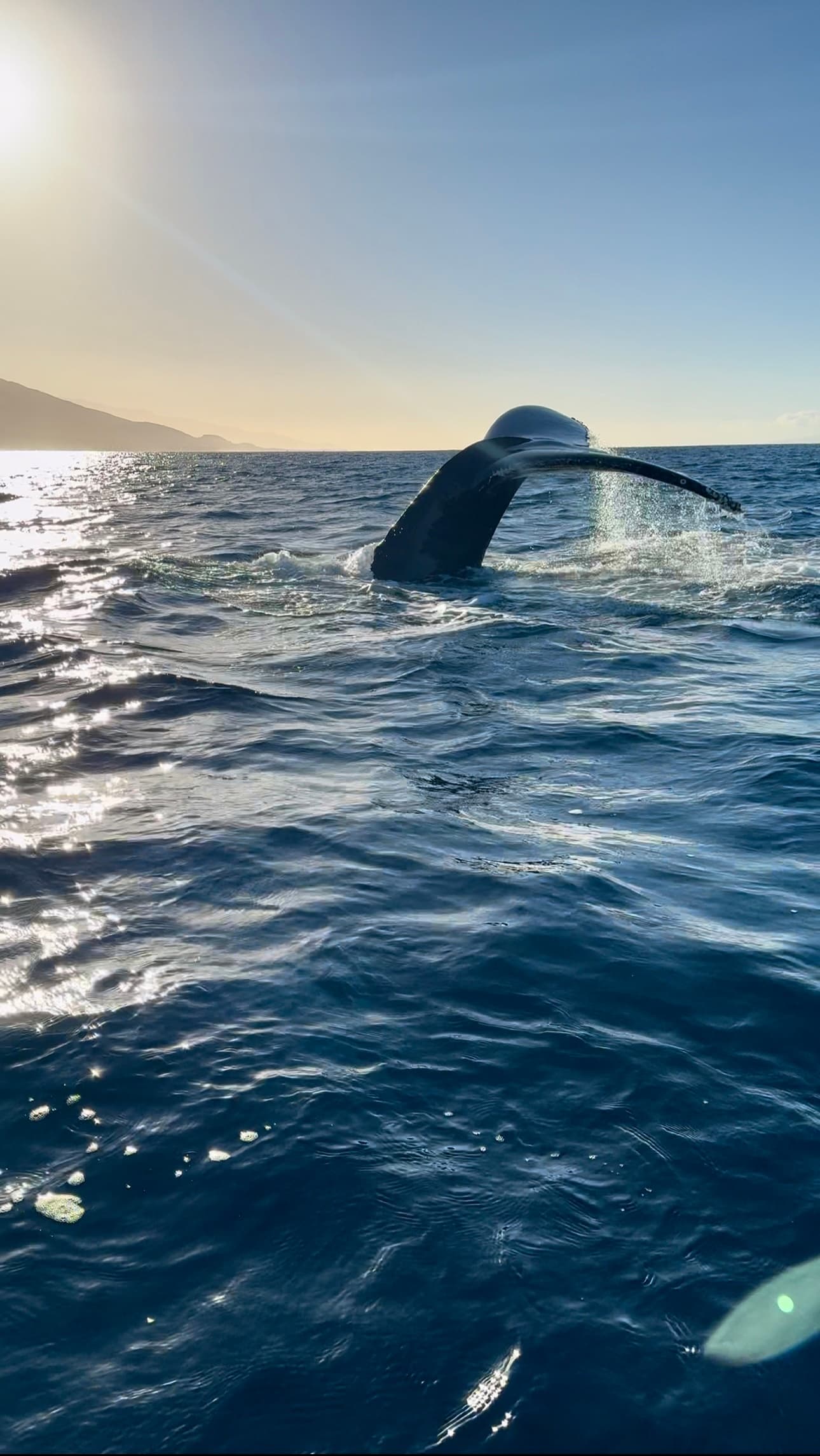 6:45AM Early Bird Whale Watch