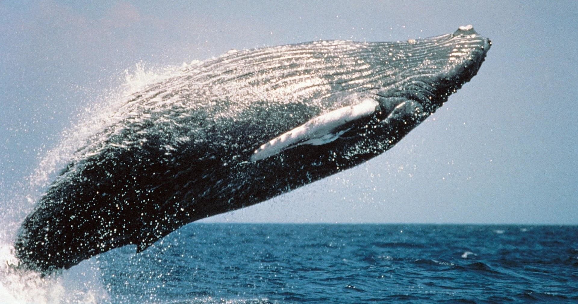 Humpback Whale Watching