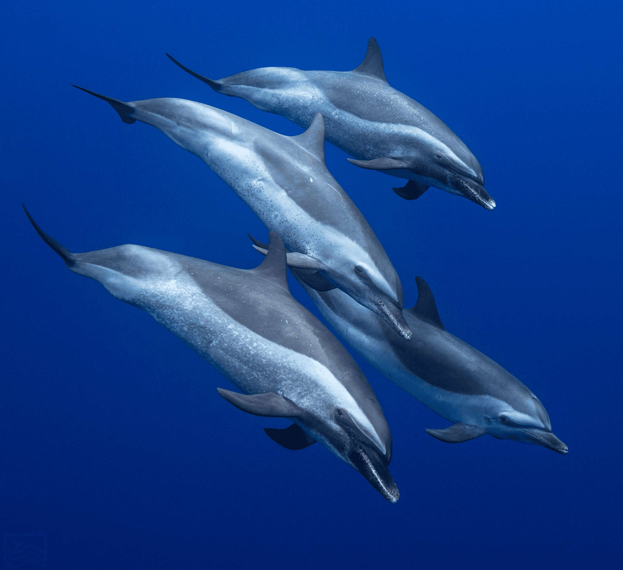Dolphin Excursion