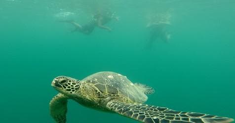 Guided Kayak & Snorkel Adventure