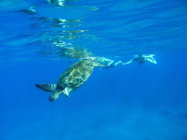 Kayak Snorkel Ocean Safari!