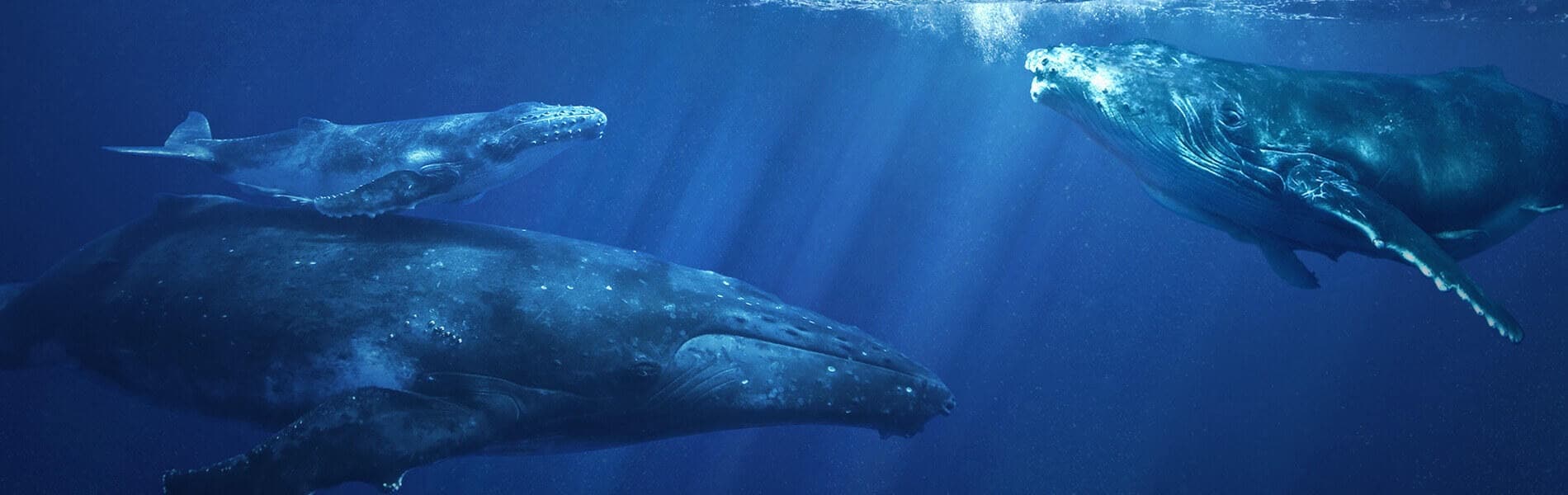 Pride of Maui: Afternoon Whale Watch Snorkel Tour