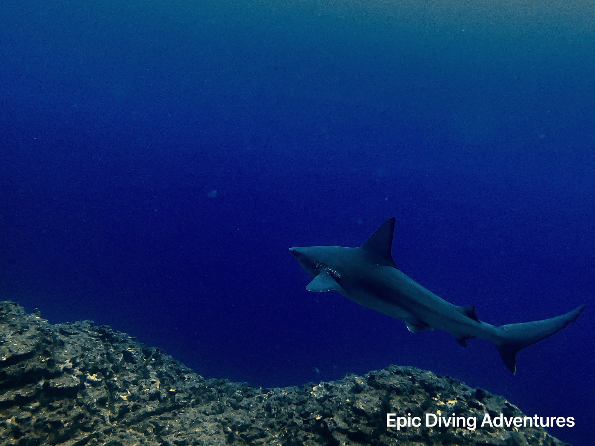 Epic Hawaiian  Honu and Sharks Dive