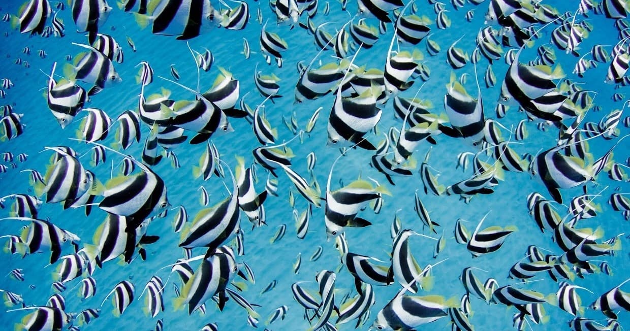 Afternoon Turtle Safari