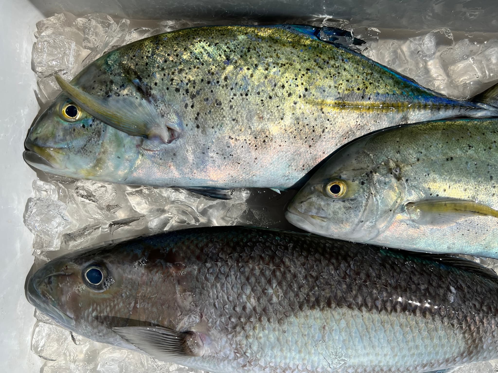 Live Bait Bottom Fishing