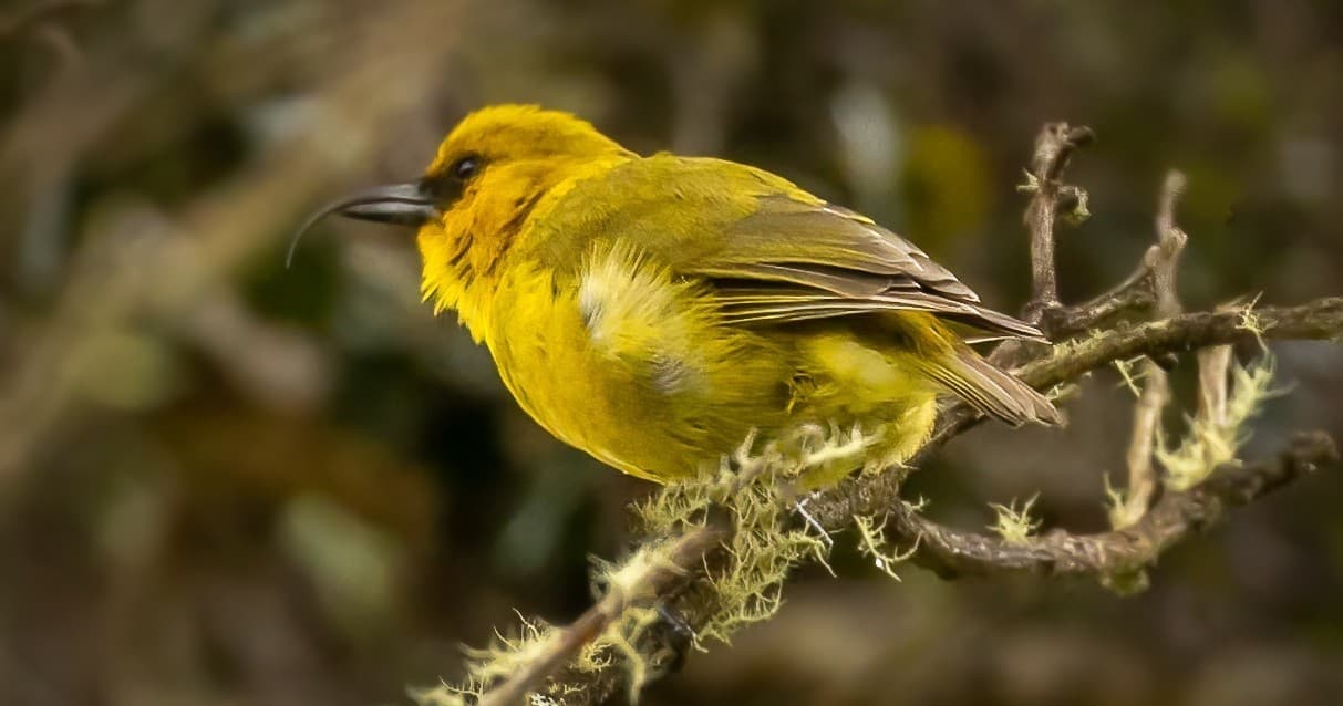 Hakalau Forest Reserve Birdwatching Exclusive - Private Ohana Outing