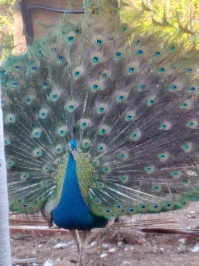 Earth Repair at Maui Majesty