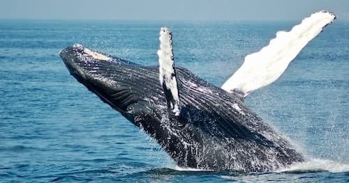 TBR Whale Watching Tour