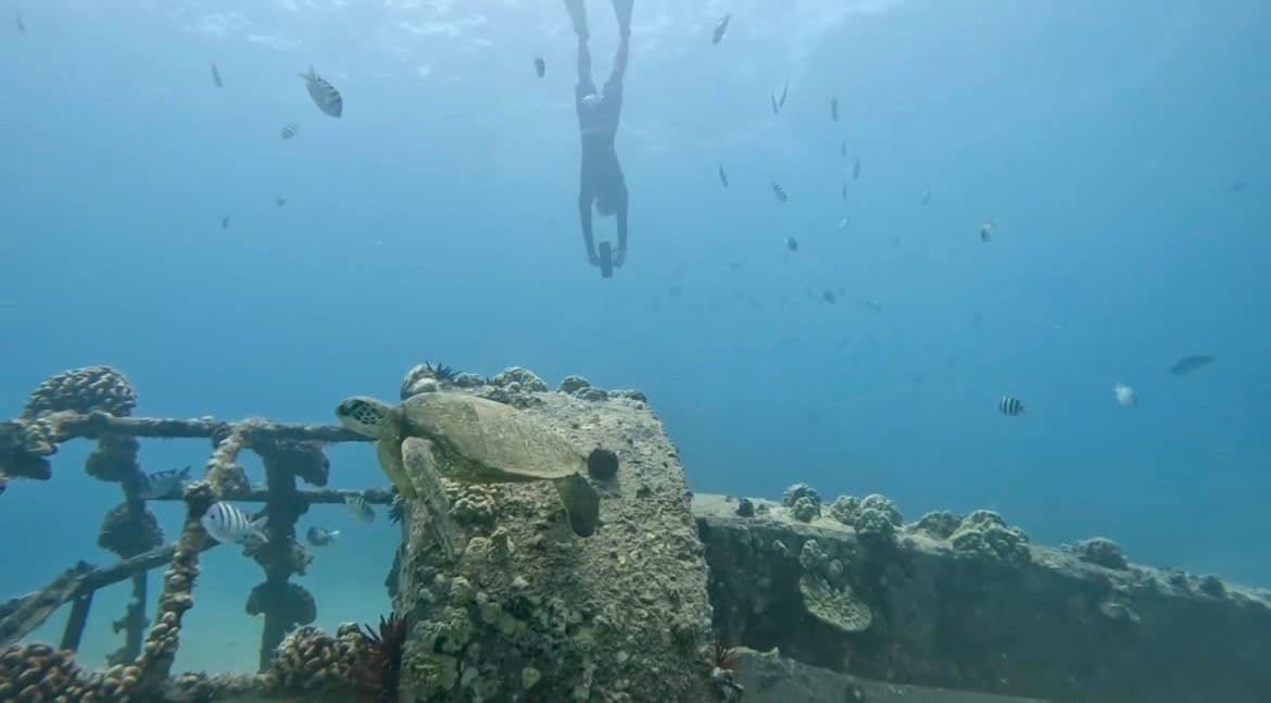 Sea Turtle Jet Snorkel Tour
