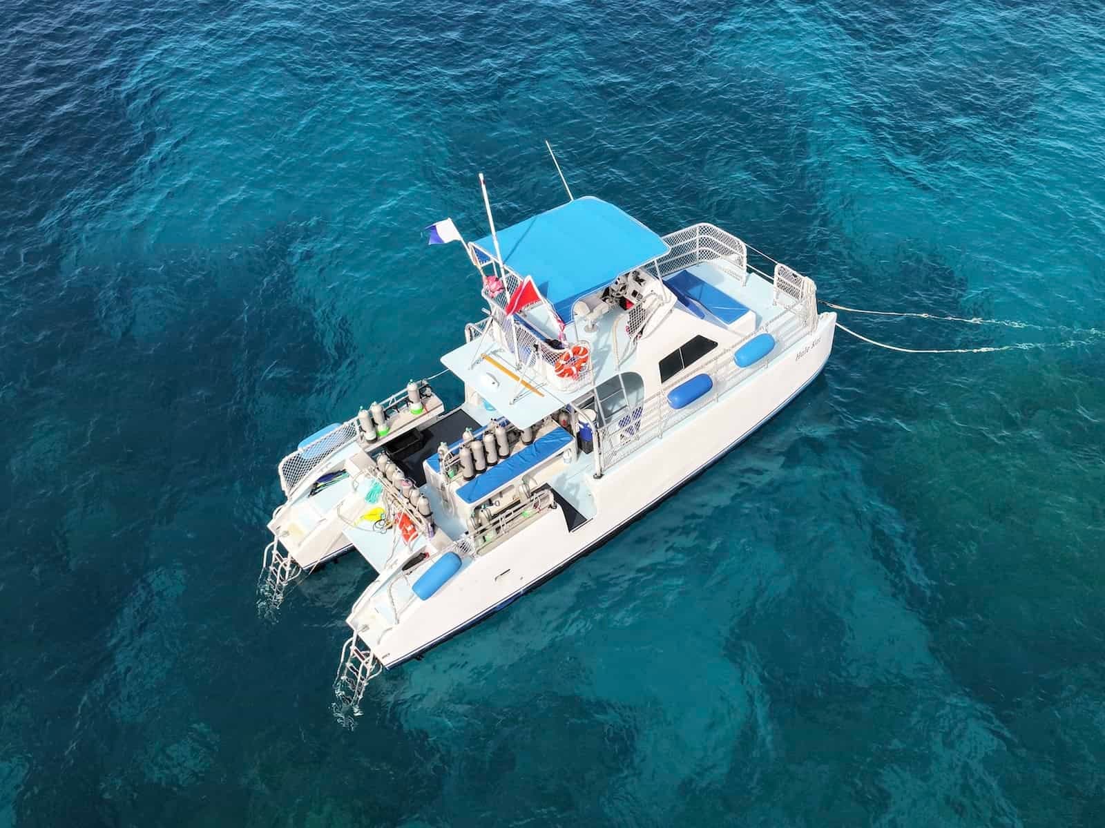 Best of the West - Premier Dolphin, Turtle, Whale Safari with Guided Snorkeling