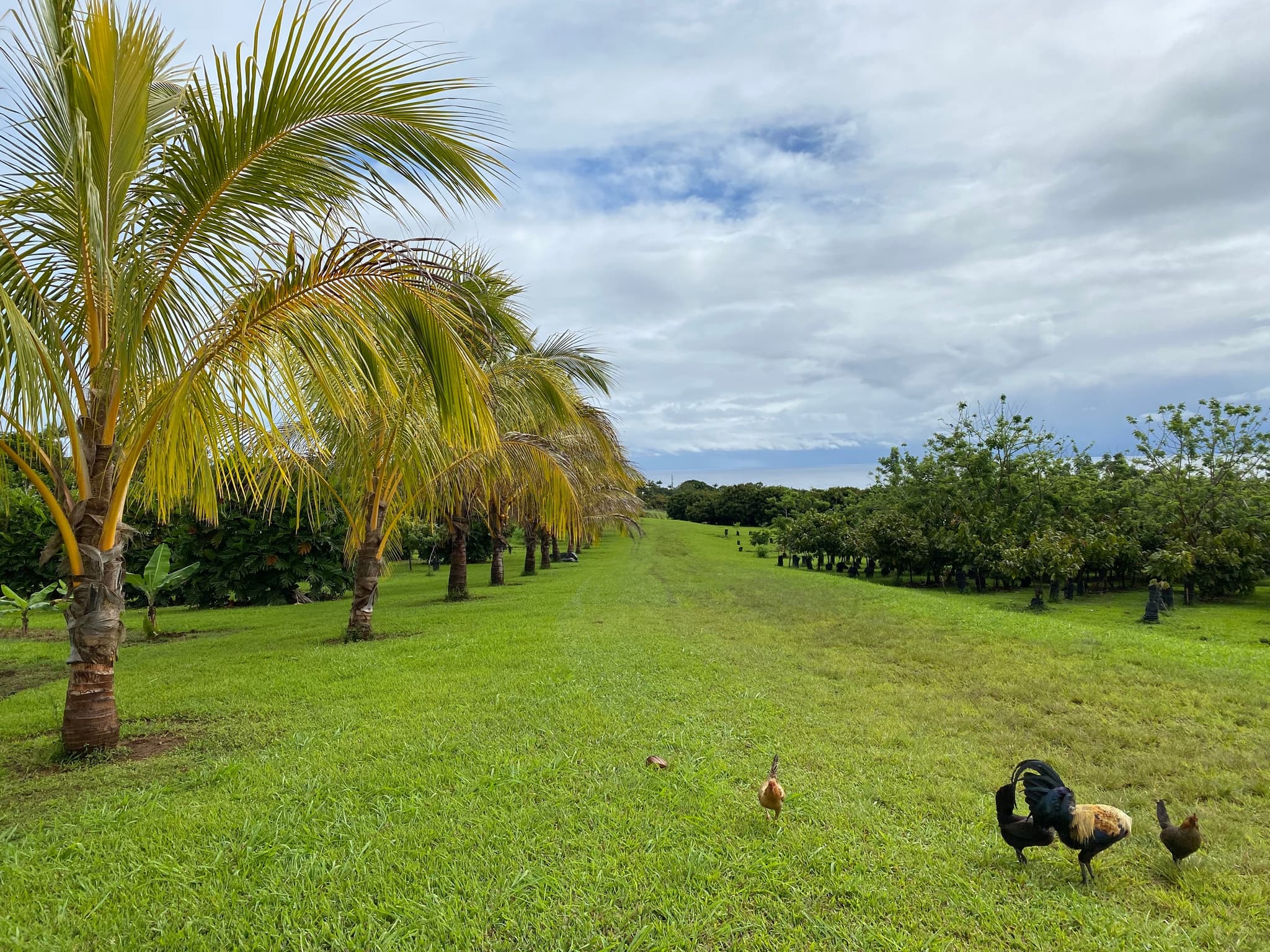 Ua Hānai Orchards Agroforestry Farm and Factory Tour