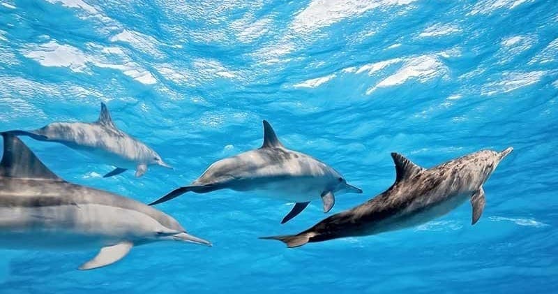 4.5 Hour Private Charter