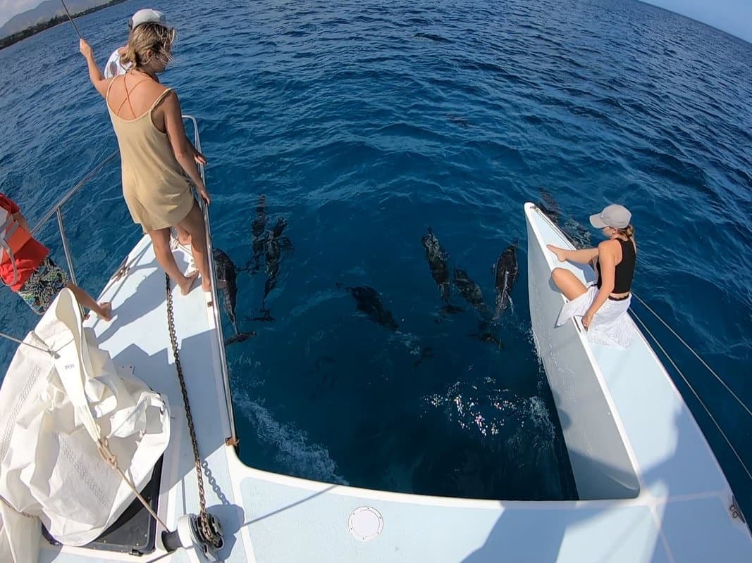 Dolphin Watching Adventure