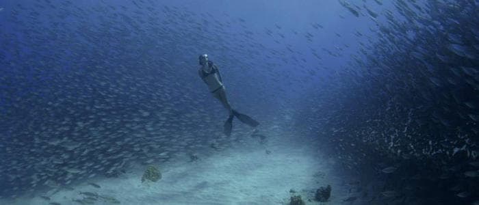 Coastal Marine Life and Snorkeling