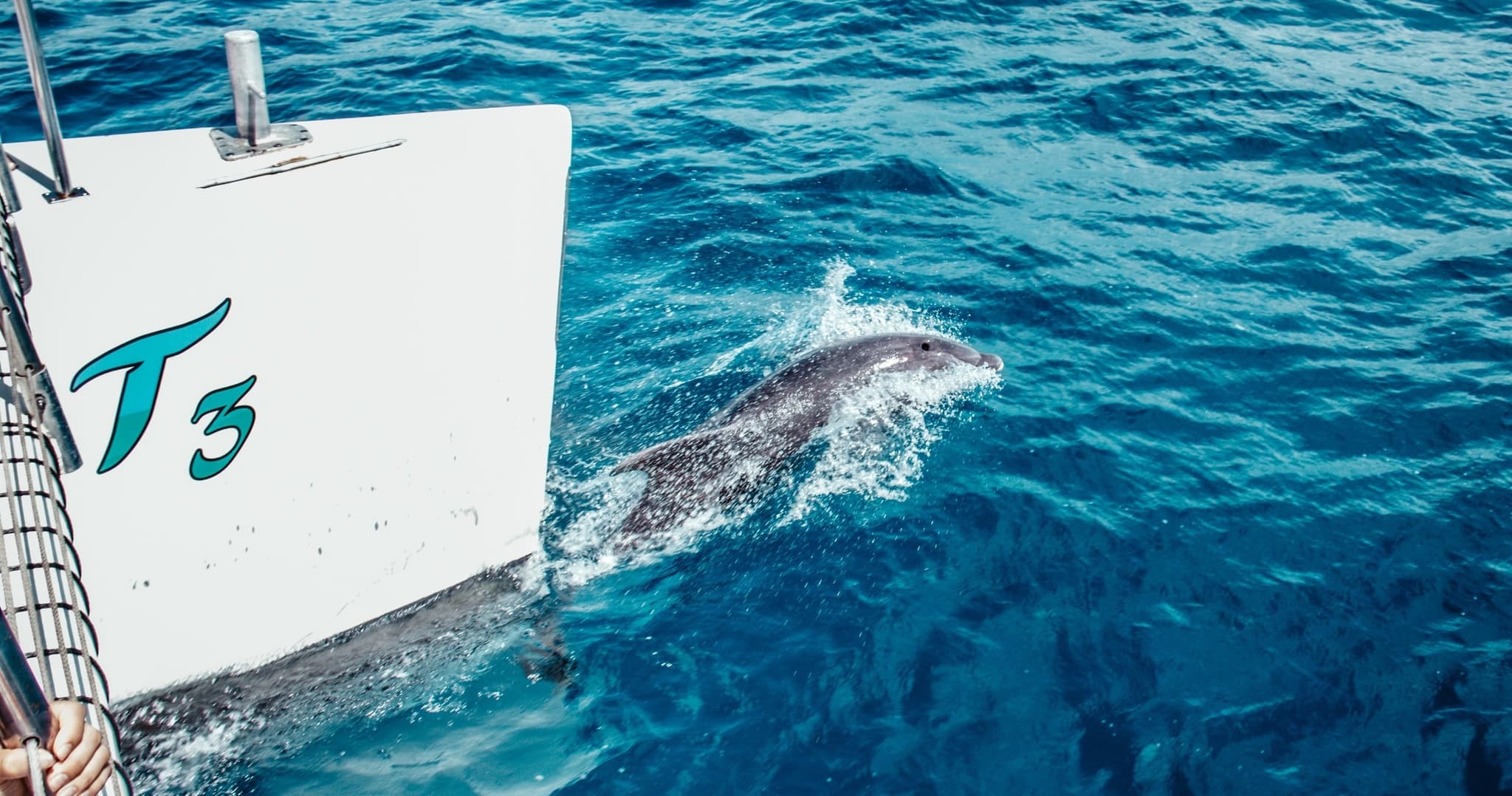 Ka'anapali Wild Dolphin Sail