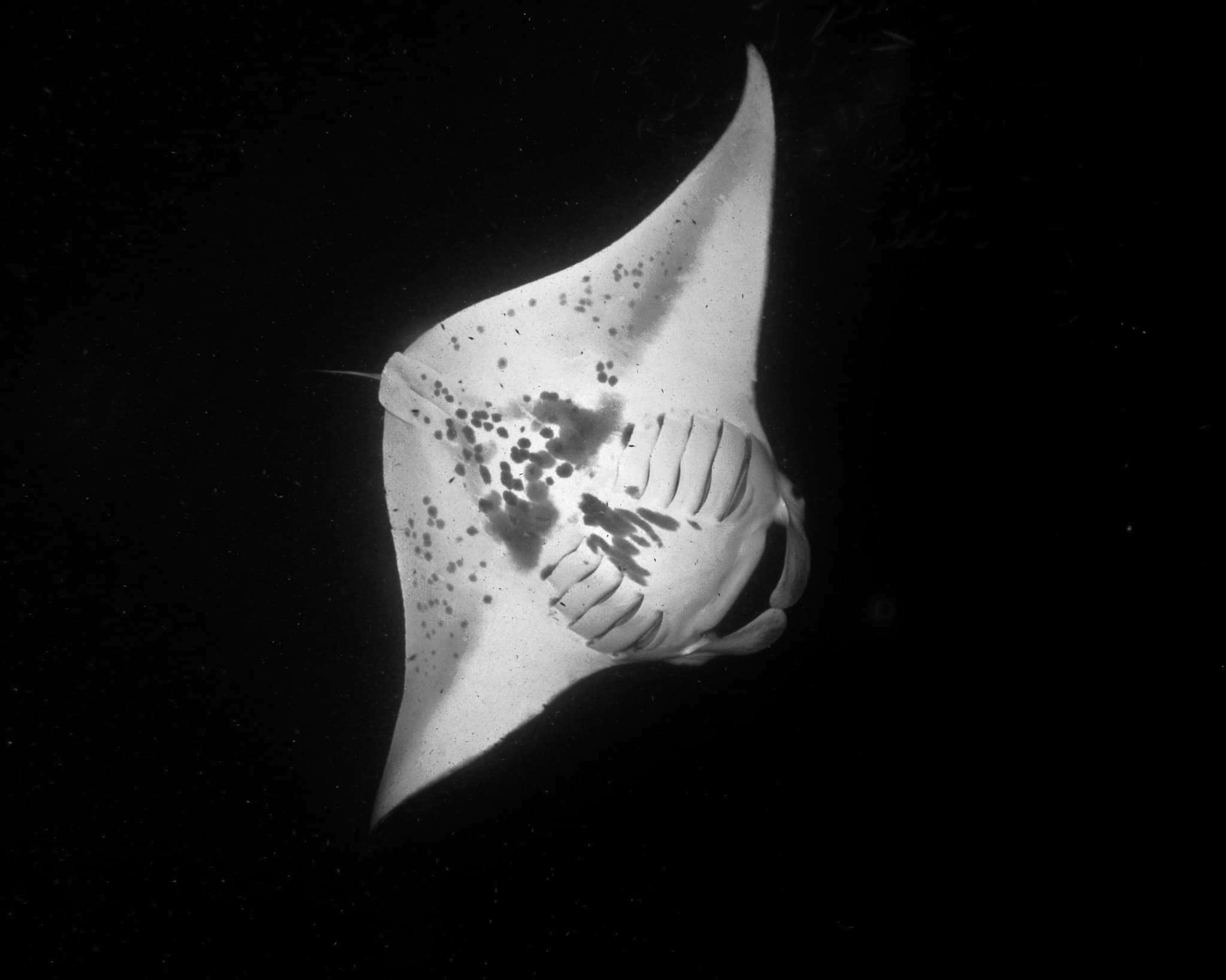 Manta Ray Night Snorkel