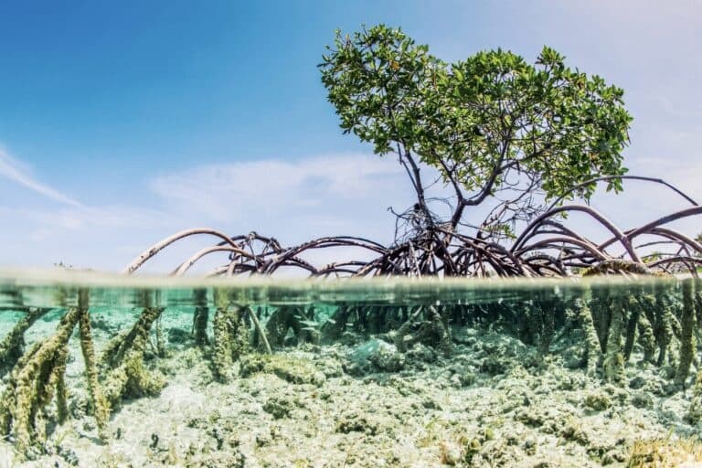 ʻAKA HAWAI'I - Mangrove Kayaking
