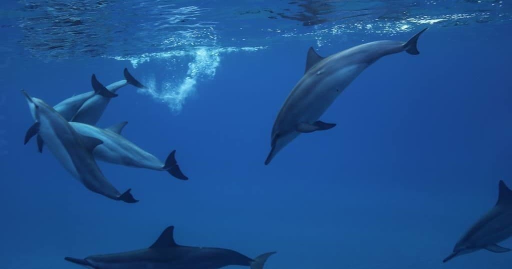 Private Boat Charter: West Oahu