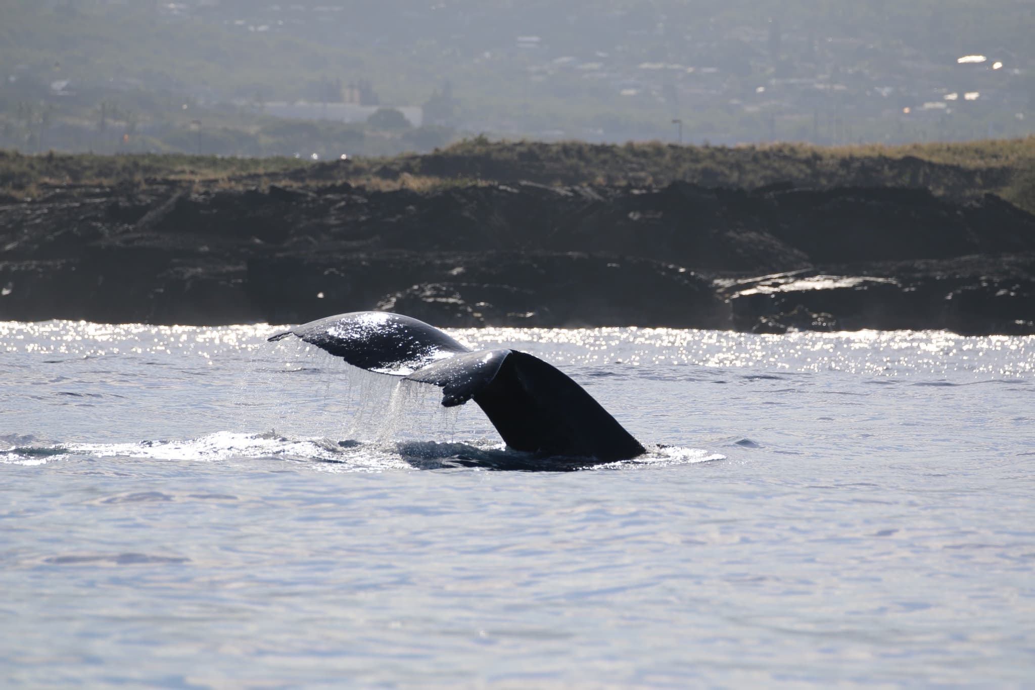 Private Whale Watch Aboard Callisto