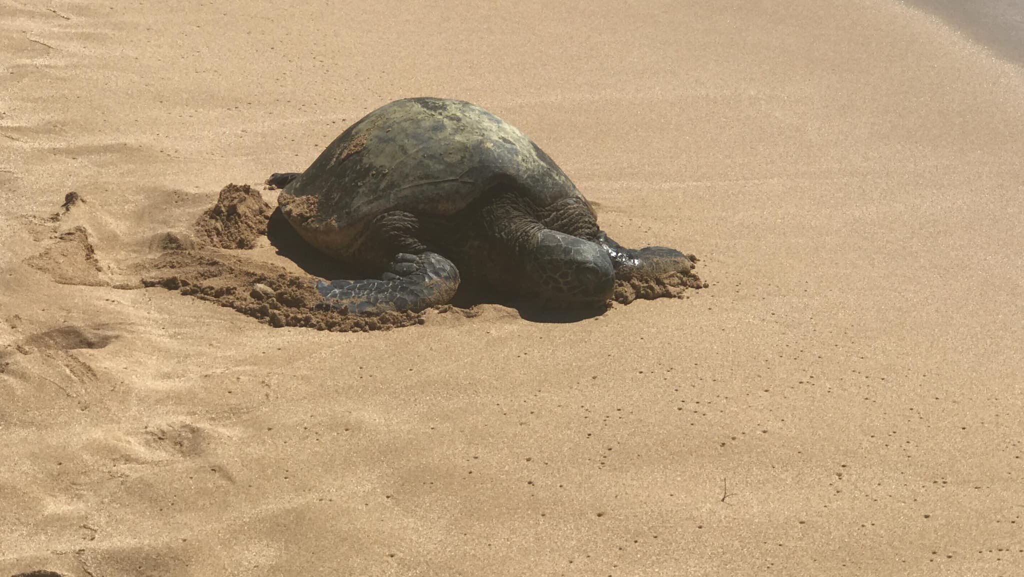 Oahu Beste Orte Inselrundfahrt