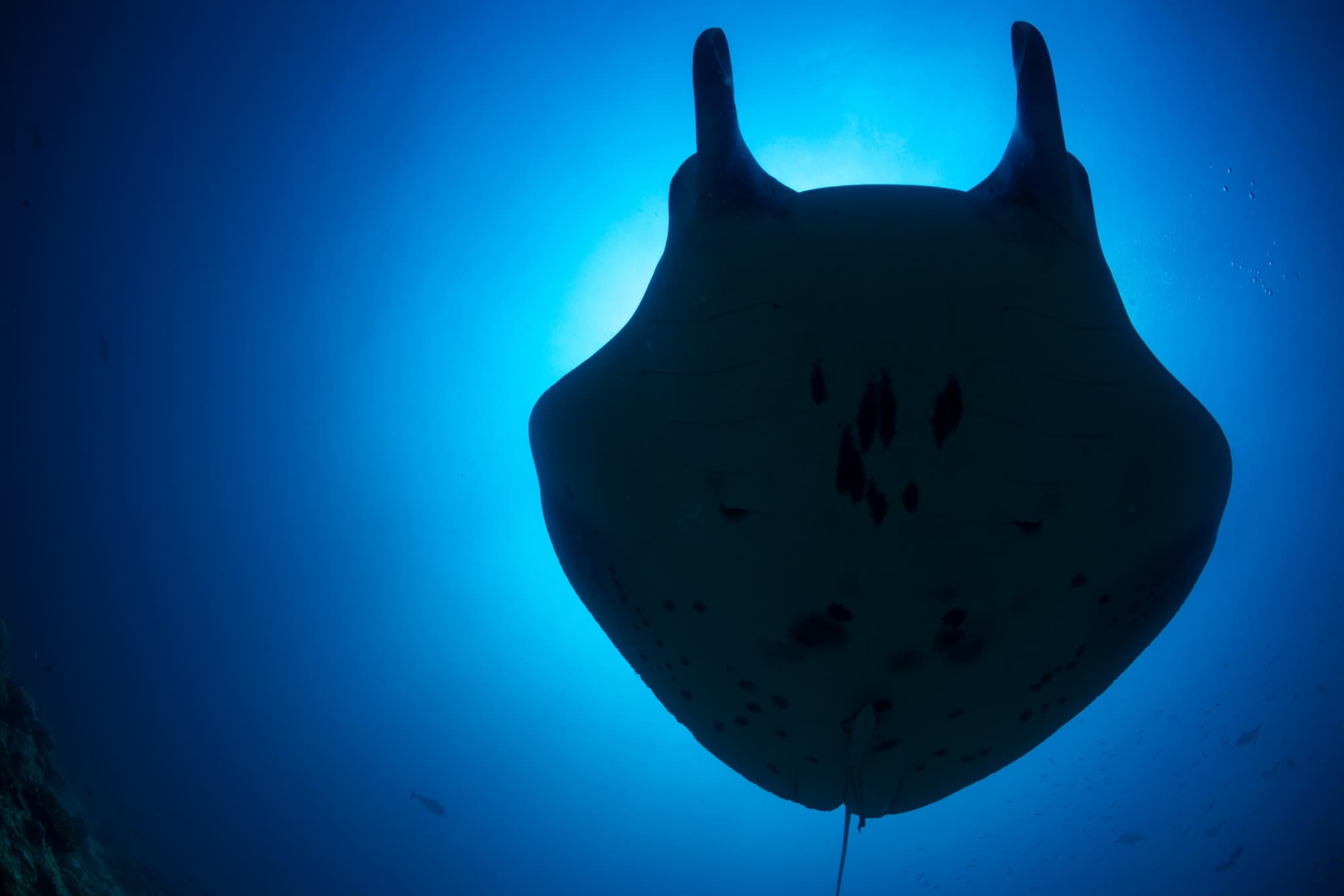 Manta Ray Night Snorkel