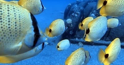 Molokini Snorkel & Dive - Pro Diver II