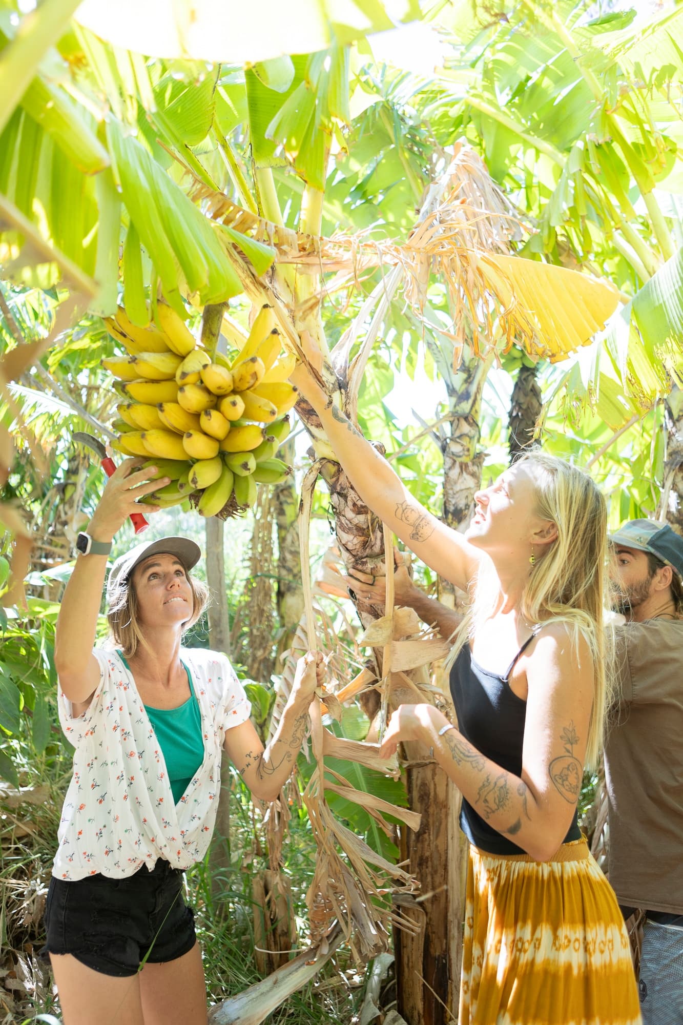 Taste of Hawaii: A Maui Farm Tour