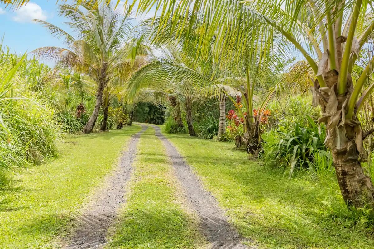 Hawaii Wedding and Elopement Jungle Getaway