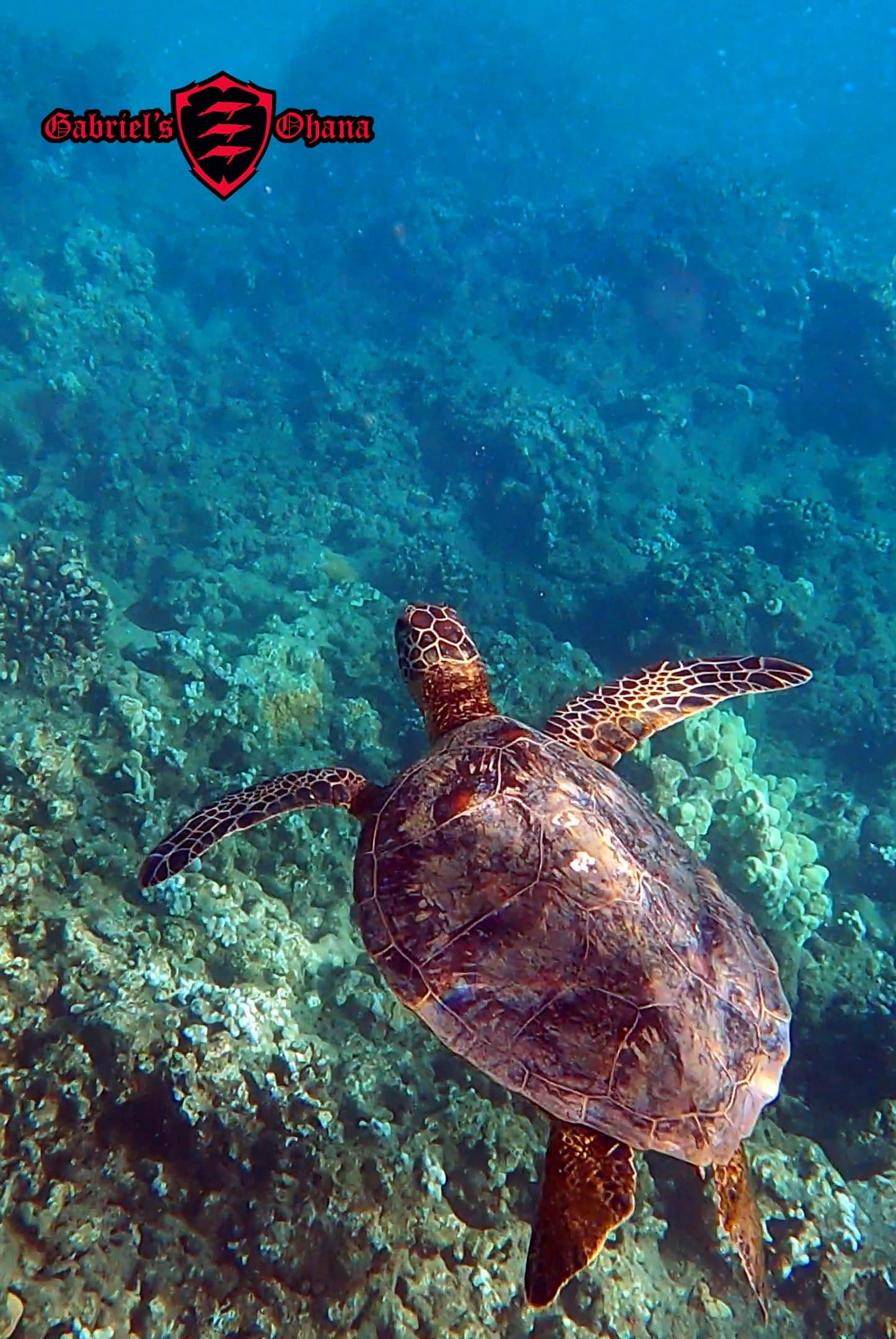 Clear Kayak with Pontoons + Snorkel Tour