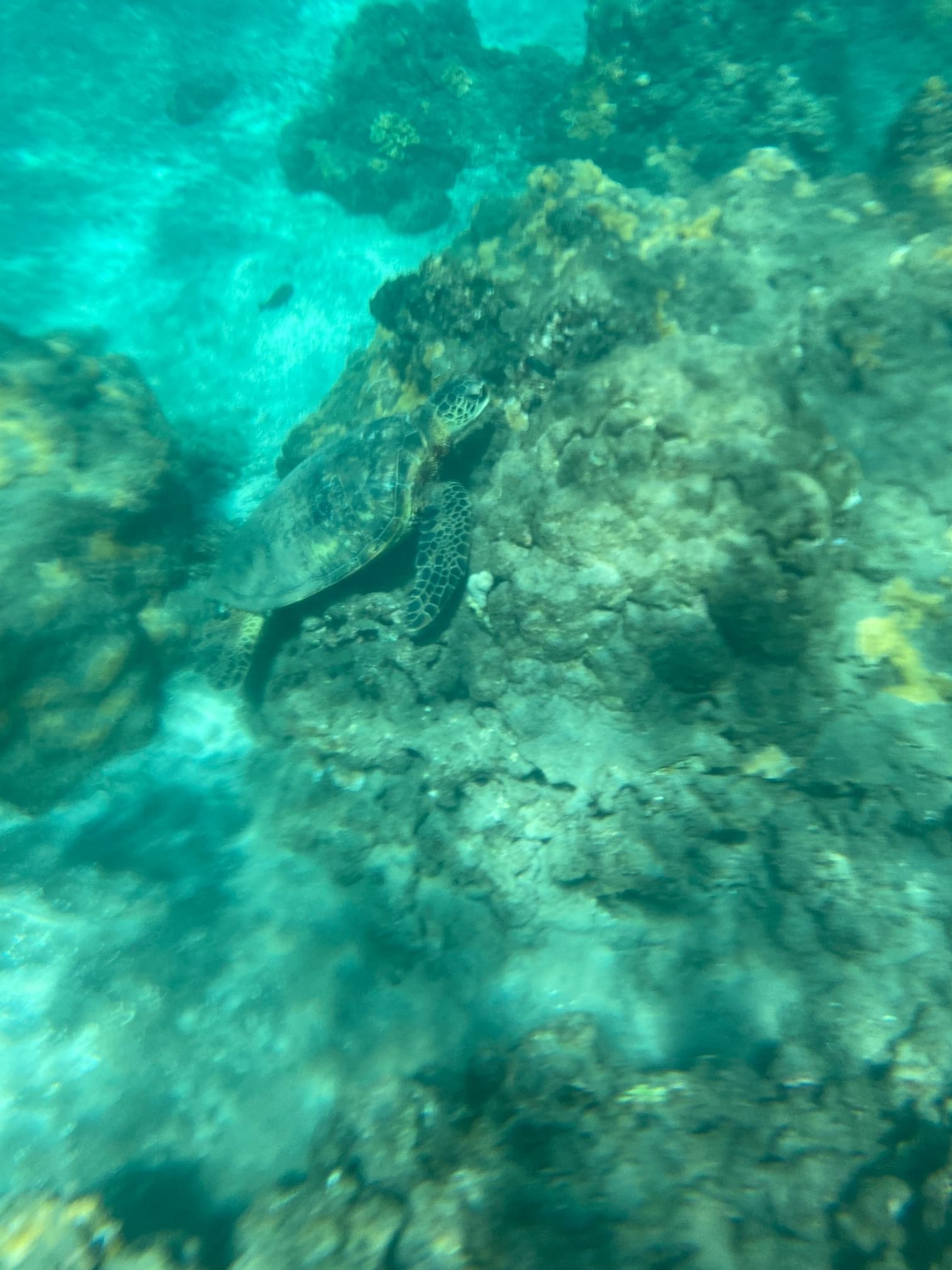 We Go! Eco Snorkeling 101 for Non-Swimmers